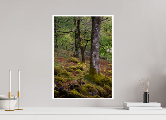 Mossy Trees
