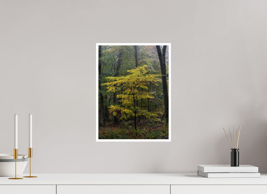 Misty Tree