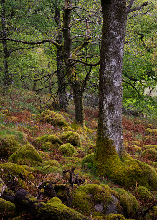 Mossy Trees