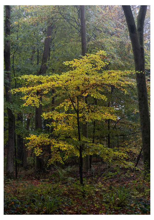 Misty Tree