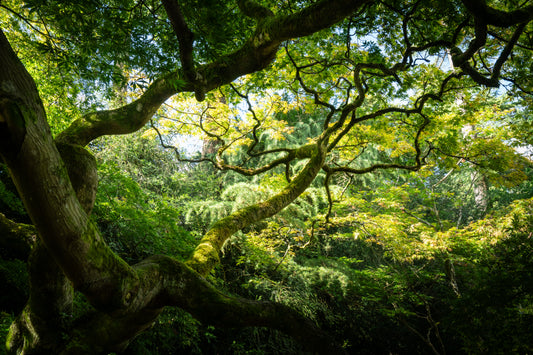 Jungle