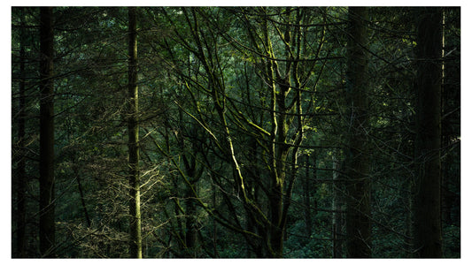 Woodland Light
